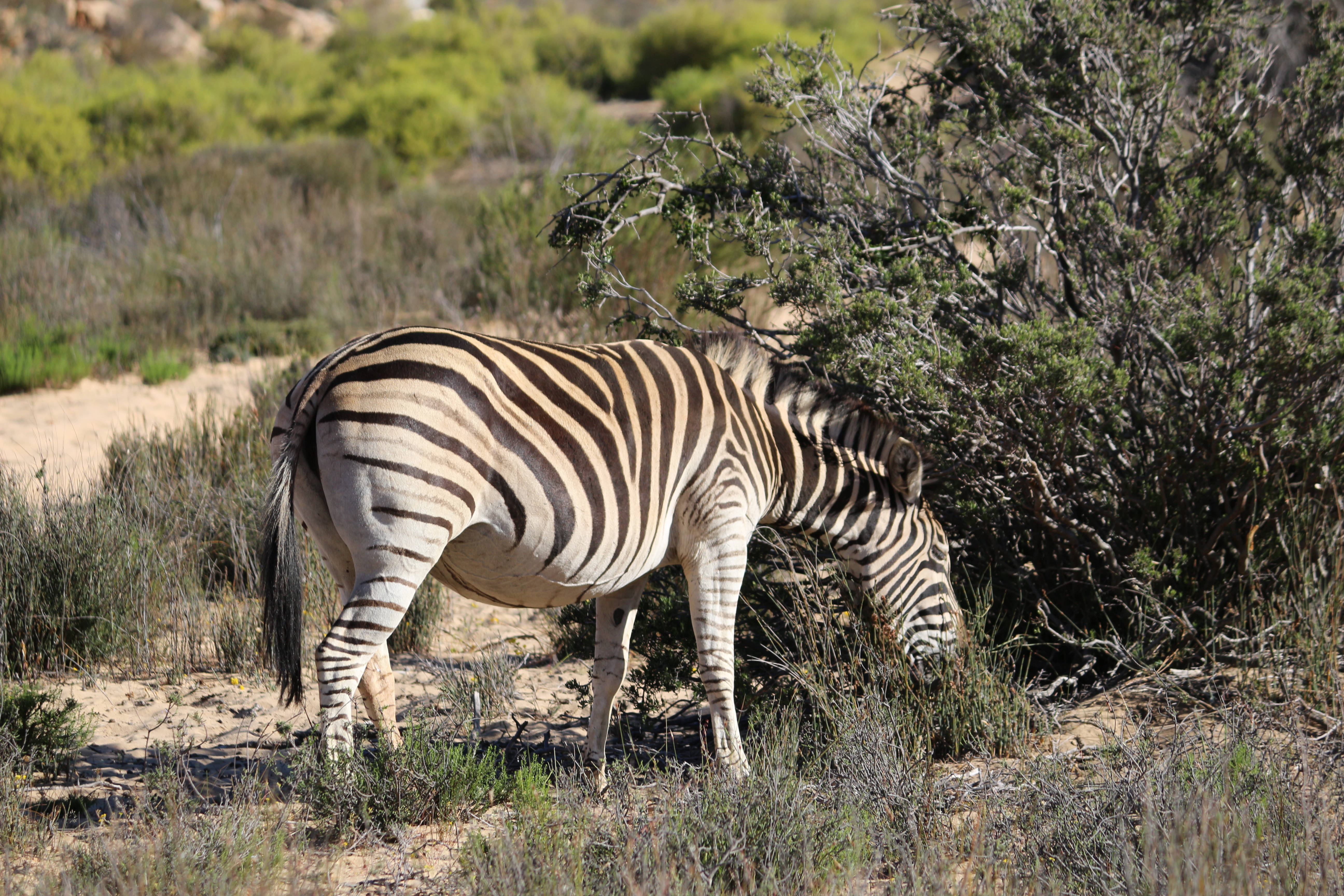 aquila private game reserve