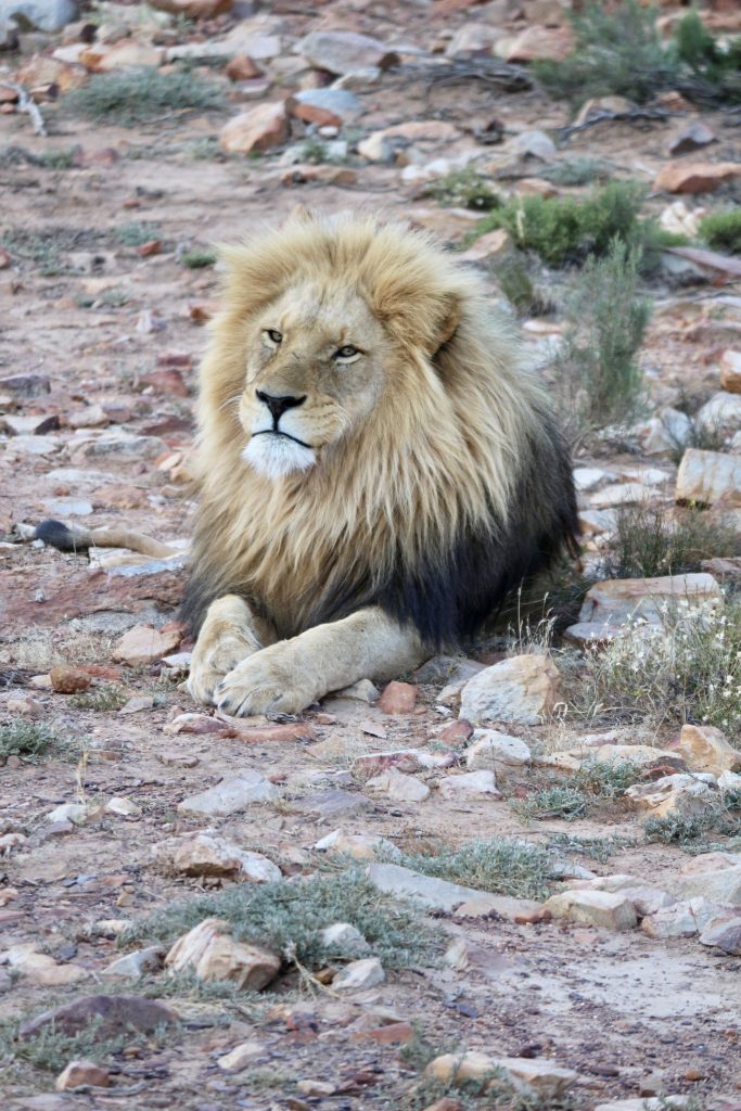 aquila private game reserve