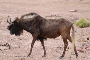 aquila private game reserve