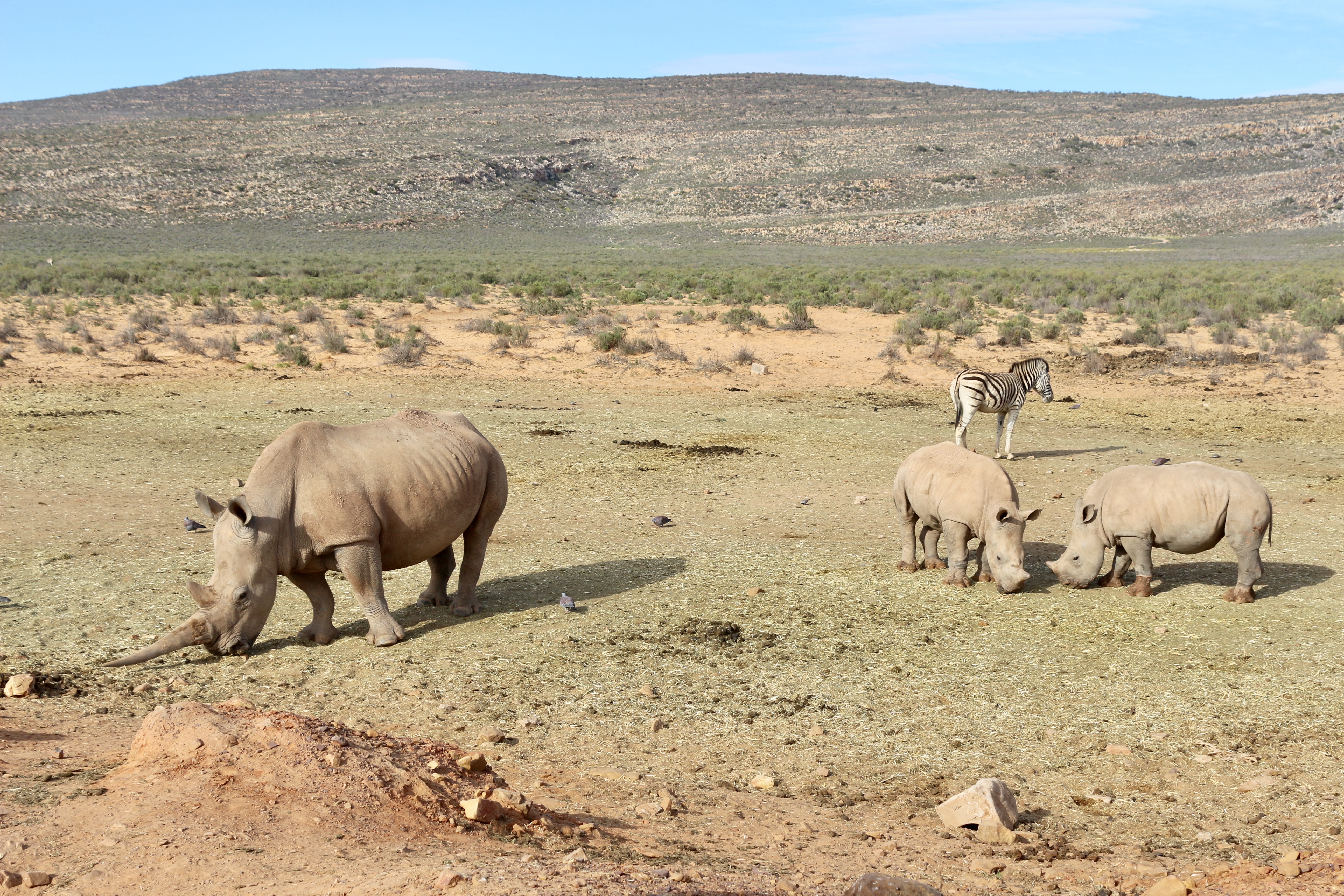 aquila private game reserve